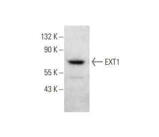 EXT1 Antibody (A-7) - Western Blotting - Image 344263