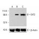 EXT2 Antibody (A-2) - Western Blotting - Image 415601