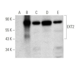 western blotting image from recommended EXT2 (A-2) monoclonal antibody replacement. Image 316258