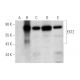 This polyclonal antibody has been discontinued. See our recommended <a href="ext2-antibody-a-2">EXT2 (A-2)</a> monoclonal antibody (sample data shown). western blotting image from recommended EXT2 (A-2) monoclonal antibody replacement. Image 316258