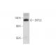 EXTL3 Antibody (G-5) - Western Blotting - Image 138325