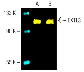EXTL3 Antibody (G-5) - Western Blotting - Image 401993 