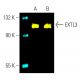 EXTL3 Antibody (G-5) - Western Blotting - Image 401993 