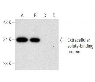 Extracellular solute-binding protein Antibody (B-5) - Western Blotting - Image 301454