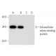 Extracellular solute-binding protein Antibody (B-5) - Western Blotting - Image 301454