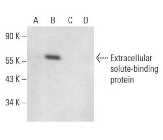 Extracellular solute-binding protein Antibody (B-6) - Western Blotting - Image 300504 