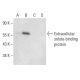 Extracellular solute-binding protein Antibody (B-6) - Western Blotting - Image 300504 