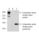 Extracellular solute-binding protein Antibody (B-6) - Western Blotting - Image 300505