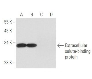Extracellular solute-binding protein Antibody (E-11) - Western Blotting - Image 300471