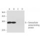 Extracellular solute-binding protein Antibody (E-11) - Western Blotting - Image 300471
