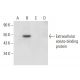 Extracellular solute-binding protein Antibody (F-4) - Western Blotting - Image 305446