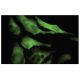 EYA2 Antibody (F-18) - Immunofluorescence - Image 35527