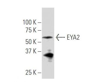 EYA2 Antibody (F-18) - Western Blotting - Image 33702 