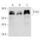 EYA3 Antibody (G-9) - Western Blotting - Image 354242 