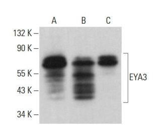 EYA3 Antibody (G-9) - Western Blotting - Image 380722 