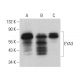 EYA3 Antibody (G-9) - Western Blotting - Image 380722 
