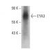 EYA3 Antibody (G-9) - Western Blotting - Image 386893