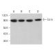 western blotting image from recommended Ezrin (3C12) monoclonal antibody replacement. Image 380451