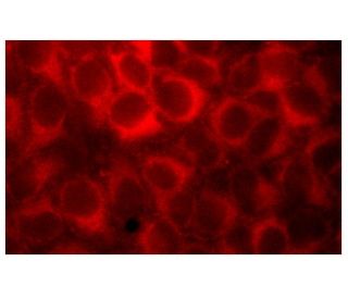 Ezrin Antibody (C-4) | SCBT - Santa Cruz Biotechnology