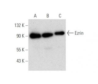 Ezrin Antibody (F-1) - Western Blotting - Image 314198 