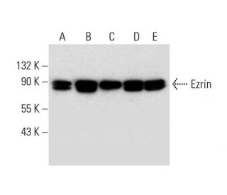 Ezrin Antibody (H-4) - Western Blotting - Image 305762 
