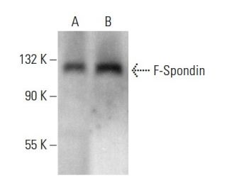 F-Spondin Antibody (B-3) - Western Blotting - Image 376912 