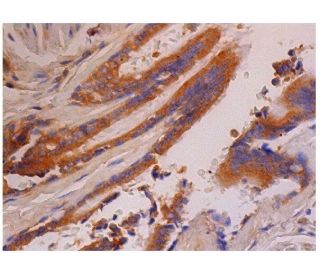 immunohistochemistry image from recommended F4/80 (C-7) monoclonal antibody replacement. Image 287093