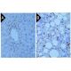 F4/80 Antibody (BM8) - Immunohistochemistry - Image 391714 