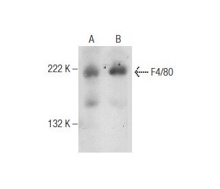 F4/80 Antibody (C-7) | SCBT - Santa Cruz Biotechnology