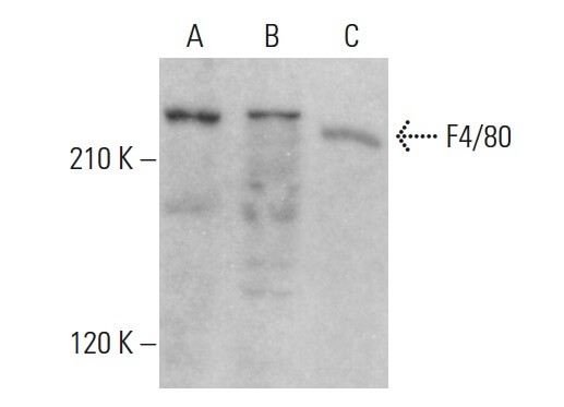 f4-80-antibody-c-7-western-