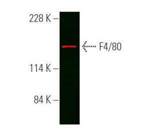 F4/80 Antibody (C-7) - Western Blotting - Image 372661