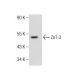 ZnT-3 (G-14): sc-27508. Western blot analysis of ZnT-3 expression in F9 whole cell lysate. 