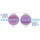 This image illustrates the Cas9n Nickase mechanism used for precise genome editing. Two plasmids (Plasmid 1 and Plasmid 2) are shown, each containing a targeted DNA sequence. The system utilizes single-guide RNAs (sgRNA) to direct Cas9n Nickase to specific genomic locations, represented by the blue and pink DNA strands. The sgRNA scaffold aids in guiding Cas9n to the 20 nucleotide (nt) target sequence on the DNA. Cas9n makes single-strand cuts at NCC and NGG sites, enabling precise gene modifications without creating double-strand breaks. This image illustrates the Cas9n Nickase mechanism used for precise genome editing. Two plasmids (Plasmid 1 and Plasmid 2) are shown, each containing a targeted DNA sequence. The system utilizes single-guide RNAs (sgRNA) to direct Cas9n Nickase to specific genomic locations, represented by the blue and pink DNA strands. The sgRNA scaffold aids in guiding Cas9n to the 20 nucleotide (nt) target sequence on the DNA. Cas9n makes single-strand cuts at NCC and NGG sites, enabling precise gene modifications without creating double-strand breaks.