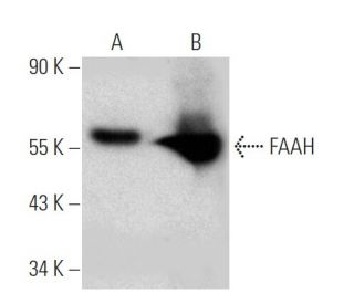 western blotting image from recommended FAAH (27-Y) monoclonal antibody replacement. Image 368183
