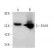 western blotting image from recommended FAAH (27-Y) monoclonal antibody replacement. Image 368183