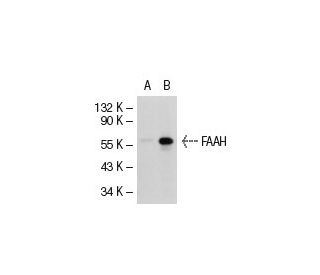 FAAH Antibody (27-Y) - Western Blotting - Image 42064 