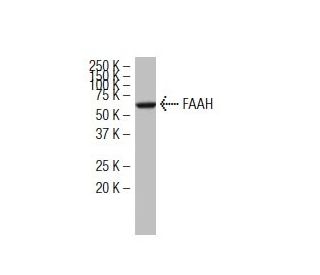 FAAH Antibody (27-Y) - Western Blotting - Image 34113