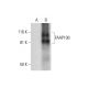 FAAP100 Antibody (C-11) - Western Blotting - Image 291998