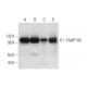 FAAP100 Antibody (G-10) - Western Blotting - Image 325081