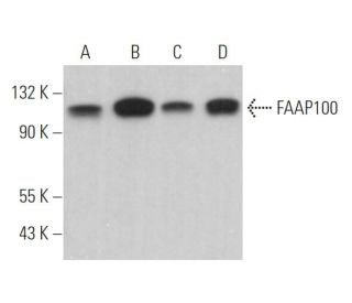 FAAP100 Antibody (G-10) - Western Blotting - Image 368334 
