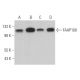 FAAP100 Antibody (G-10) - Western Blotting - Image 368334 