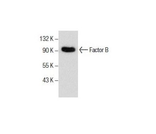 Factor B Antibody (F-7) - Western Blotting - Image 285973 