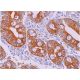 immunohistochemistry image from recommended Factor B (D22/3) monoclonal antibody replacement. Image 375786