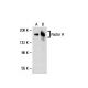 Factor H Antibody (1H10) - Western Blotting - Image 20482