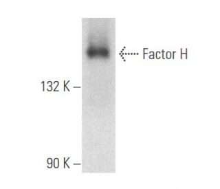 Factor H Antibody (1H10) - Western Blotting - Image 356600 