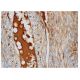 Factor H Antibody (C18/3) - Immunohistochemistry - Image 287069 