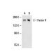 Factor H Antibody (C18/3) - Western Blotting - Image 20455 