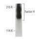 Factor H Antibody (C18/3) - Western Blotting - Image 396693