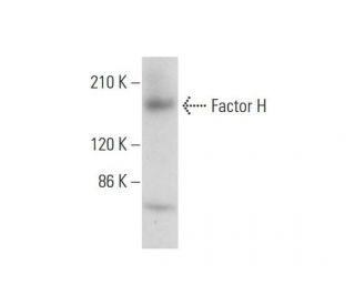 Factor H Antibody (D-8) - Western Blotting - Image 318464 