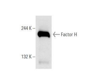Factor H Antibody (H-5) - Western Blotting - Image 63197 